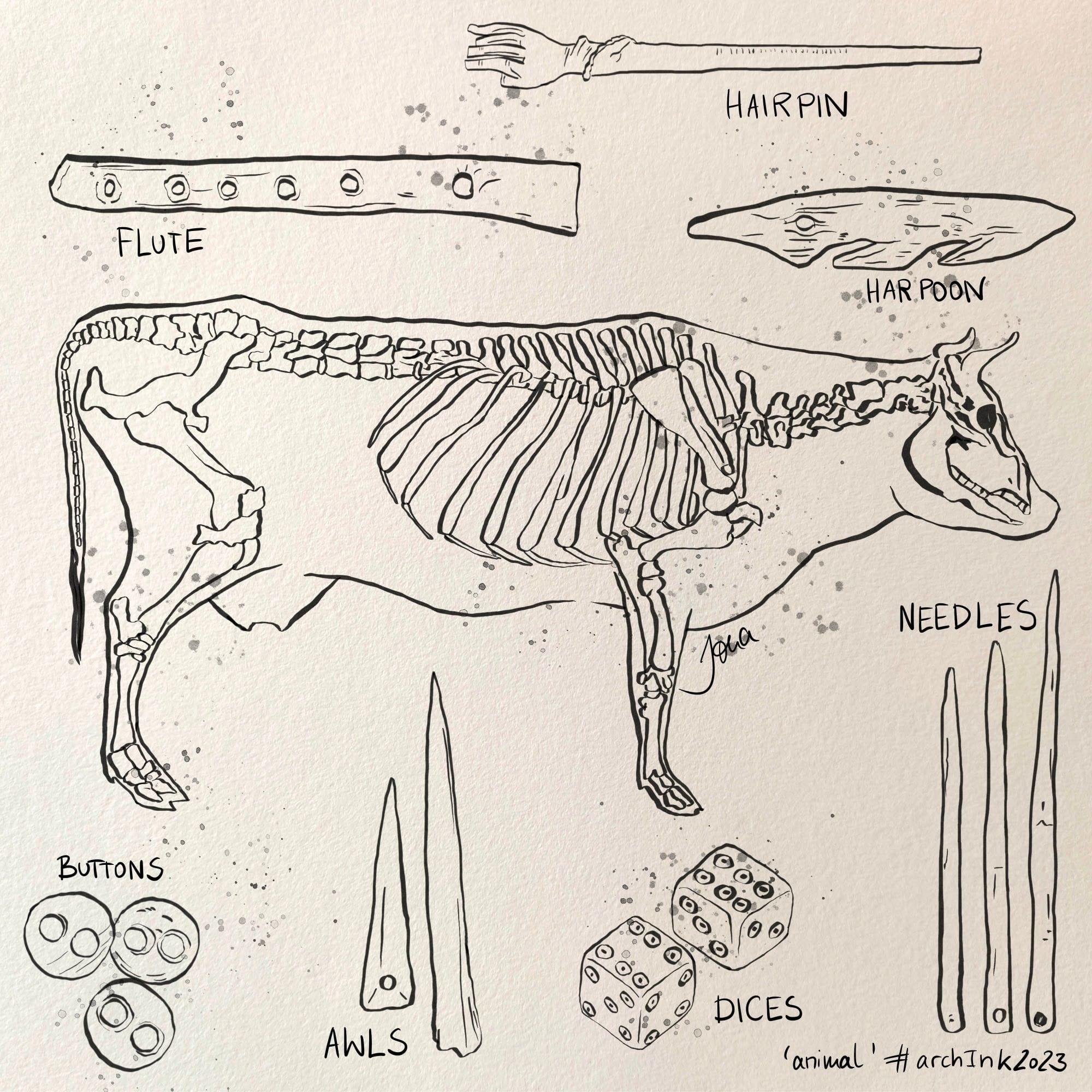 Cow Animal Bones