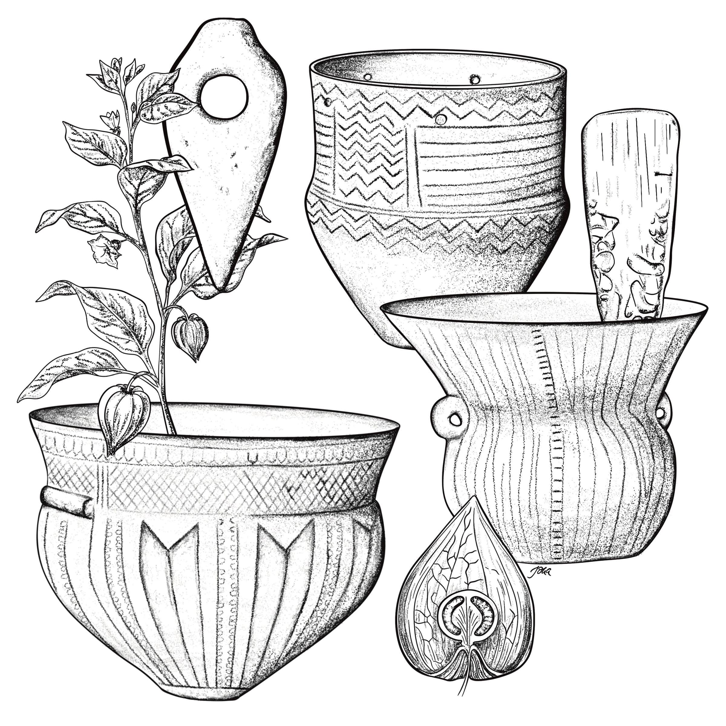 Funnel Beaker Cluster