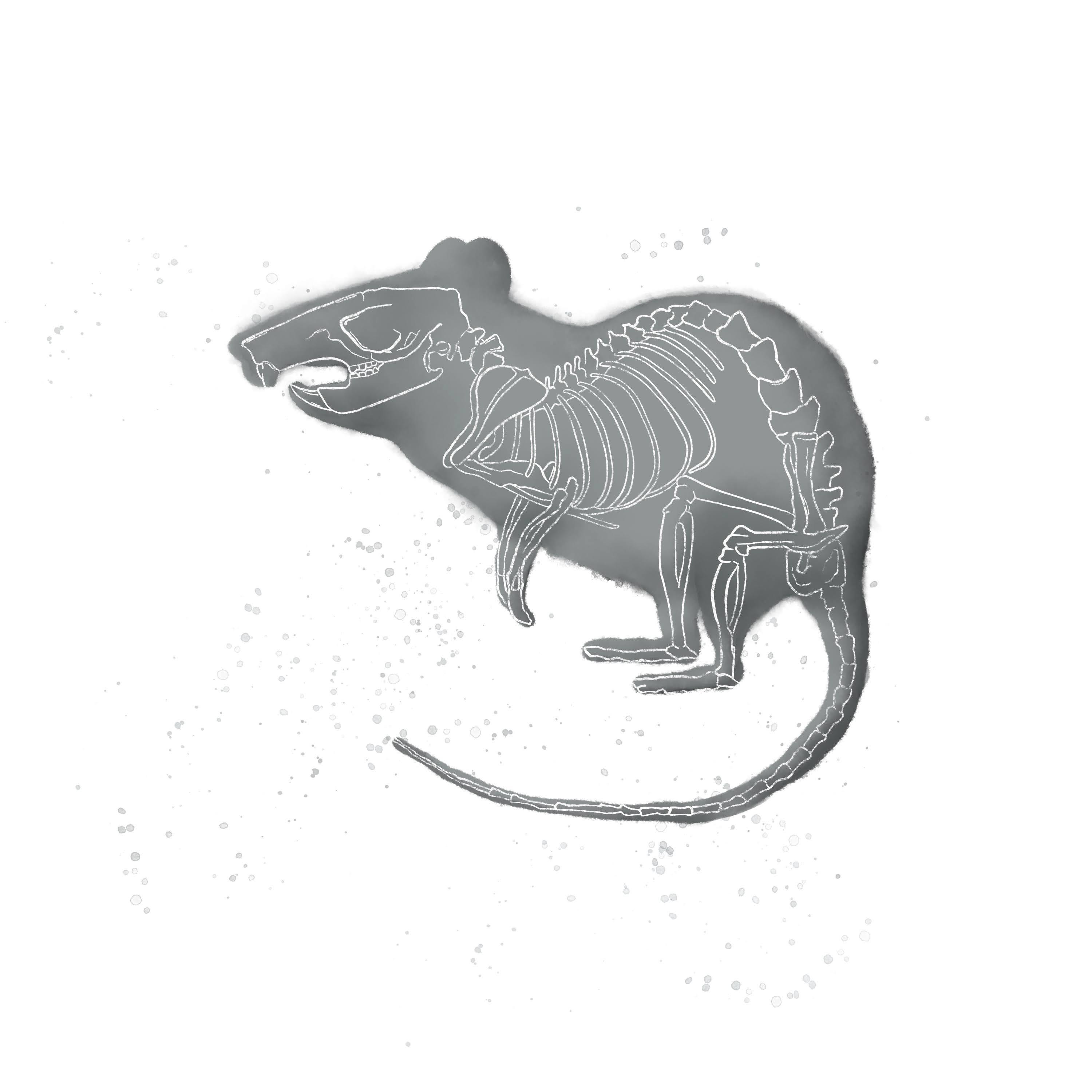 Rat Skeleton