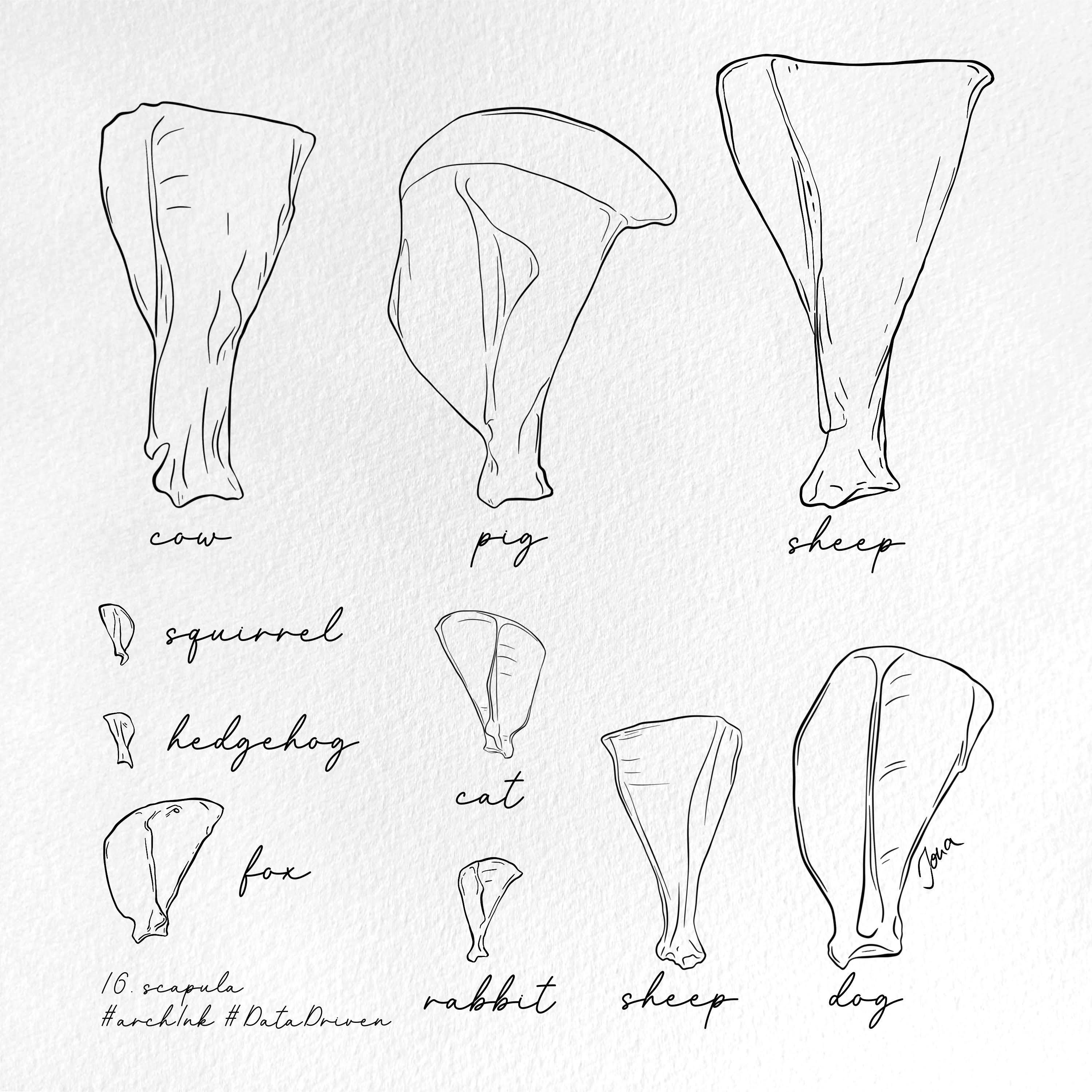 Scapula Archaeology